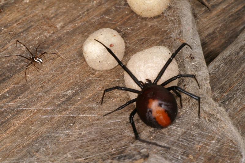 Latrodectus_hasselti_D3650_Z_87_Hamelin pool_Australie.jpg